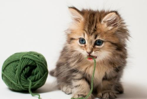 (亲猫咪的嘴巴没事吧)“亲吻猫咪嘴巴的注意事项：这样做对猫咪健康有影响吗？”