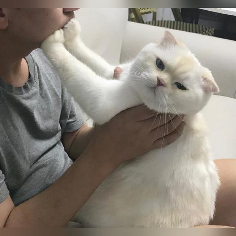 (猫 香水)花香与猫咪的的绝妙融合：探索香水内置菜单的神秘魅力