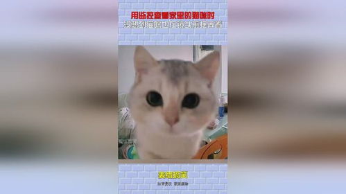 猫咪大作战监控人模组汉化版下载安装-猫咪大作战监控人模组无限金币内购版下载v.4.43